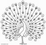 Peacock Coloring Pages Kids Print Printable Birds Drawing Cool2bkids Color Indian Peacocks Drawings Outline Craft Simple Pic Embroidery Line Sketch sketch template
