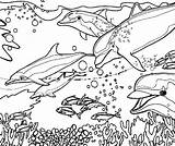 Coloring Dolphin Pages Fish Reef Coral Printable Adult Kids Colouring Color Swimming Reefs Sheets Ocean Cartoon Getcolorings Drawings Yahoo Search sketch template