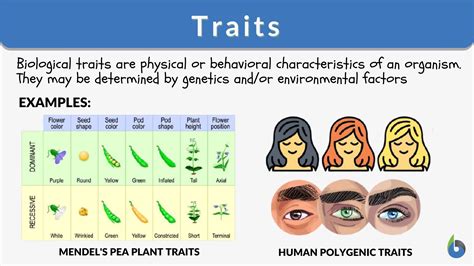 traits definition  examples biology  dictionary