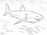 Shark Pages Color Outline Drawing Great Coloring Printable Paintingvalley Drawings sketch template