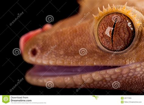 crested gecko stock image image  macro kroongekko
