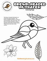 Nuthatch Academy Birdwatchingacademy Breasted sketch template