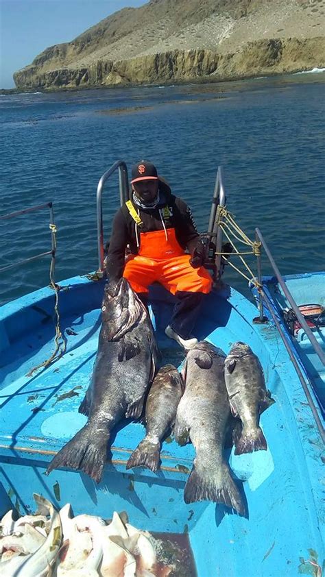 Giant Sea Bass Are Thriving In Mexican Waters Scientific Research