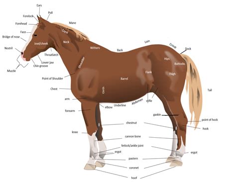 anatomy   horse horse courses