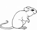 Rat Coloring Pages Cute Lab Getcolorings Mouse Rats Printable Color sketch template