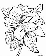 Coloring Flower Louisiana Magnolia Pages State Pelican Brown Bird Getcolorings Color Getdrawings sketch template
