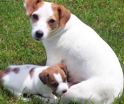 jack russell terrier pictures information temperament characteristics animals breeds