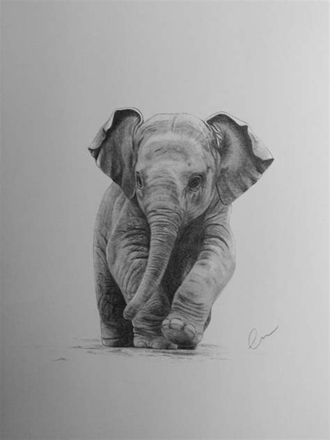 simple  easy pencil drawings  animals buzz hippy pencil drawings  animals baby