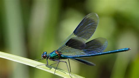 dragonfly  damselfly san diego zoo animals plants