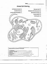 Cell Coloring Animal Plant Blank Diagram Printable Worksheets Source Notify Backlinks Rss Print Cells Export Label Popular Sheet Wikispaces Pages sketch template