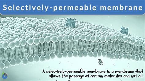 selectively permeable membrane definition  examples biology  dictionary
