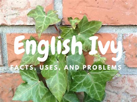 English Ivy Facts Uses And Problems Dengarden