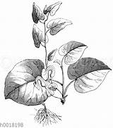 Aristolochia Botanische Quagga Pflanzen Systematik sketch template