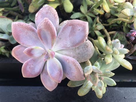 creeping succulent pink flowers