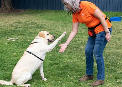 dog training teaching  pup  sit  drop mirage news