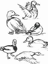 Duck Coloring Mallard Pages Draw Drawing Realistic Flying Color Getcolorings Getdrawings Luna Pag sketch template