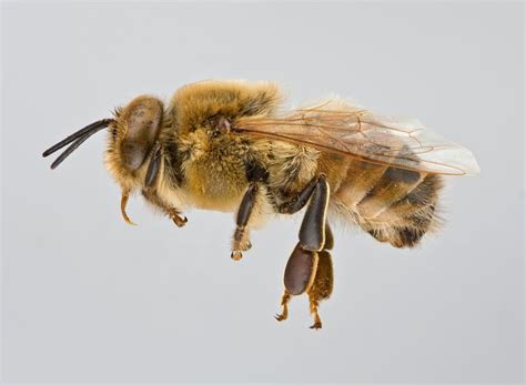 drone bee drone honey bee bee