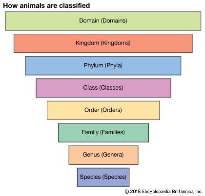 genus definition examples britannicacom
