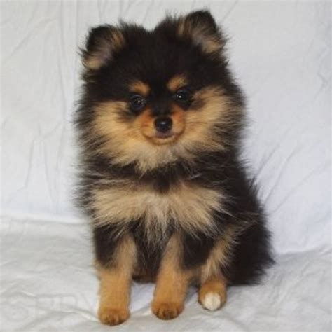 top  cutest mixed dog breeds pethelpful