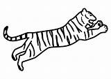 Bengala Tigre Tigres Etapas Fondos sketch template