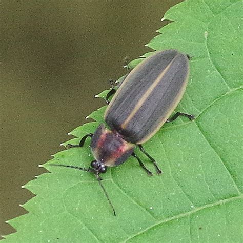 Bug Lady Blog Lightning Beetle Redux Riveredge Nature Center