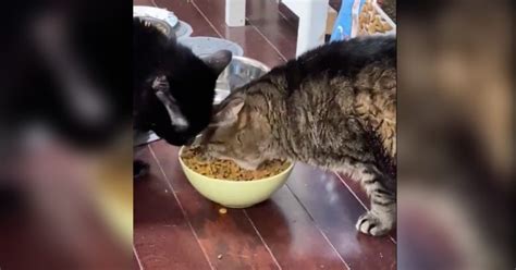 Greedy Cat Goes Viral After Gobbling Down Meal But Some People See