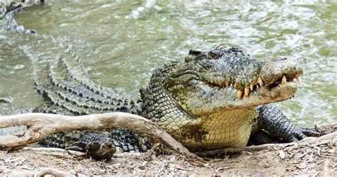 dominator  largest crocodile   world   big