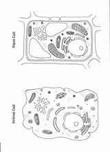 Cell Animal Plant Coloring Worksheet Color Cells Blank Worksheets Pages Science Diagram Printable Sheet Biology Drawing Kids Quiz Pulpbits Teaching sketch template