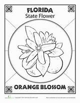 Florida State Coloring Flower Studies Social Pages Worksheets Symbols Orange Tree Projects Map School Common Core Kids Grade Blossom 4th sketch template