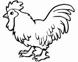 Chicken Template Templates Printable Rooster Chickens Animals sketch template