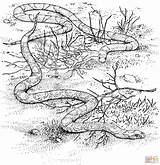 Scarlet Serpents Serpiente Anaconda Coloringhome Coralillo Serpente Culebra Escarlata Snakes Garabato sketch template