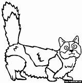 Coloring Munchkin Cats Pages Thecolor Cat sketch template