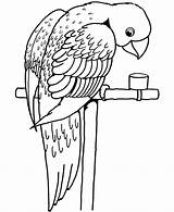 Parrot Coloring Pages Printable Kids Birds sketch template