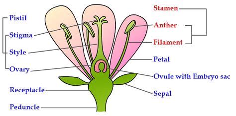 parts   flower google search  images parts   flower flower structure diagram