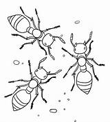 Ants Ant Formiga Printables sketch template