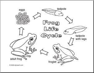 coloring page frog life cycle large image lifecycle   frog
