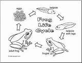 Frog Cycle Coloring Life Pages Lifecycle Printable Color Sheets Cycles Large Activity Kids Abcteach Choose Board sketch template