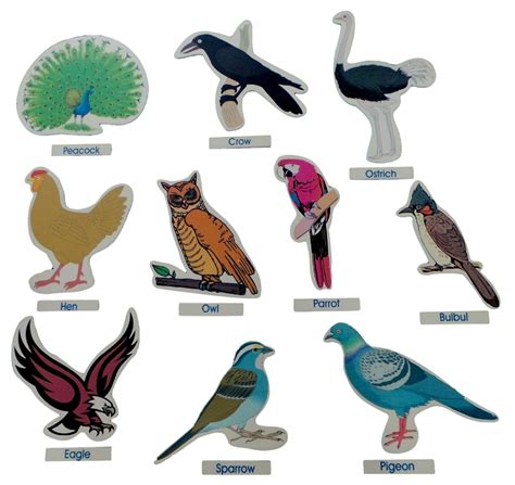 birds cut outs jumbo montessori materials learning toys