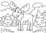 Moose Coloring Alce Dibujos Coloringonly Supercoloring sketch template