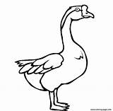 Goose Coloring Printable Pages Swan Animal Baby Library Clipart Popular Color sketch template