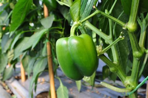 growing  harvesting bell peppers