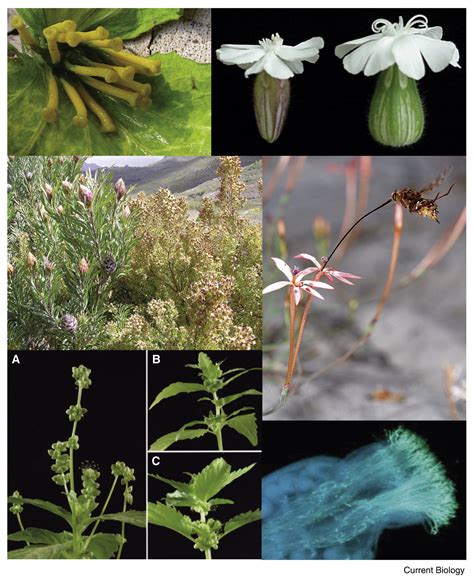Sexual Selection In Plants Current Biology