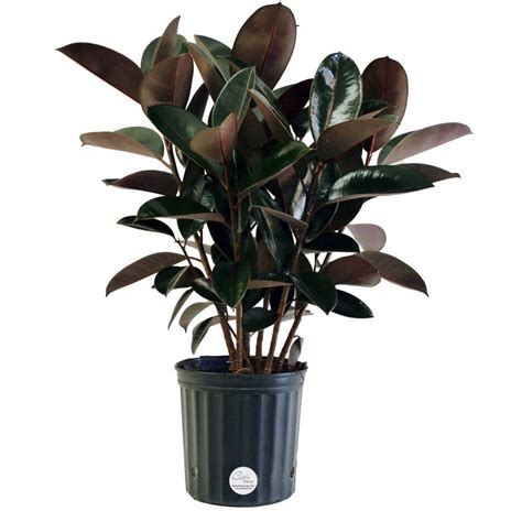 rubber plant   tips  growing  care apartment therapy