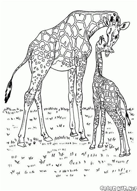 coloring page wild animals