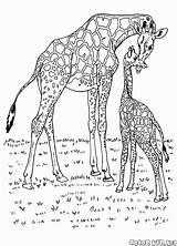 Selvagens Animais Girafas áfrica sketch template