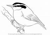 Nuthatch Breasted Red Drawing Draw Step Coloring Bird Birds Template Sketch sketch template