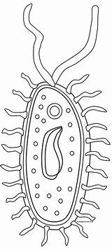 Bacteria Prokaryote Prokaryotes Prokaryotic Biologycorner Strep Eukaryotes Typical Chessmuseum Hellboyfull sketch template