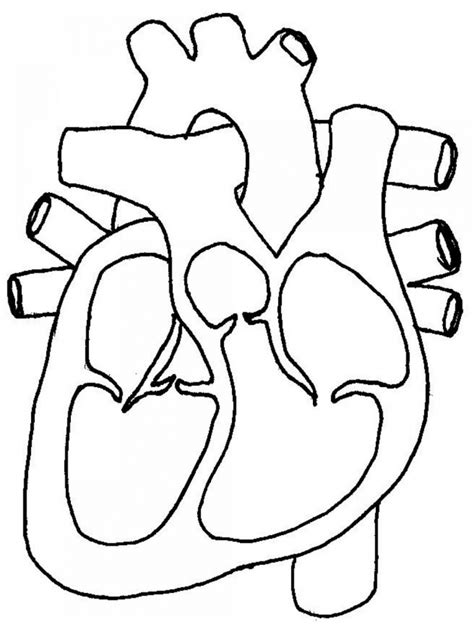 heart anatomy quiz  onoyes