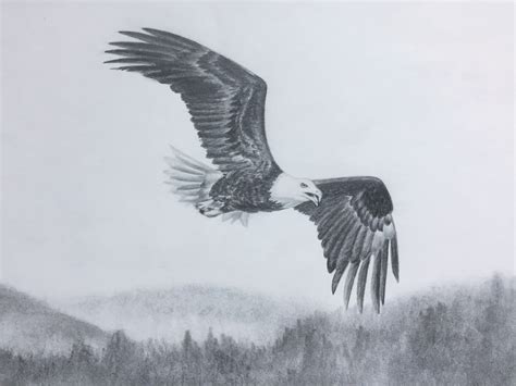 bald eagle flying sketch original graphite pencil drawing  wildlife