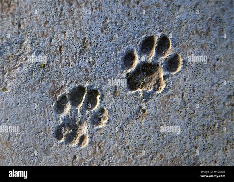 cat tracks  res stock photography  images alamy